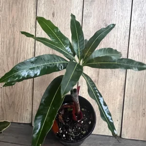Valencia Pride Mango Live Tree Plant – Grafted – 1/2 Gallon Pot - Image 7