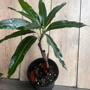Valencia Pride Mango Live Tree Plant – Grafted – 1/2 Gallon Pot - Image 9