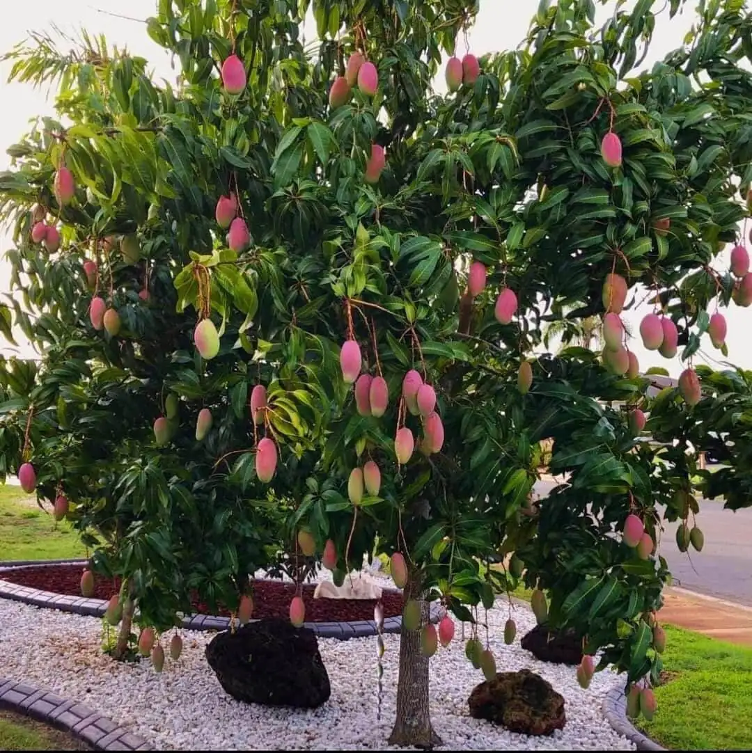 Valencia Pride Mango Tree - 3 Gallon Pot, Grafted Live Plant, Fruit Bearing - Image 2
