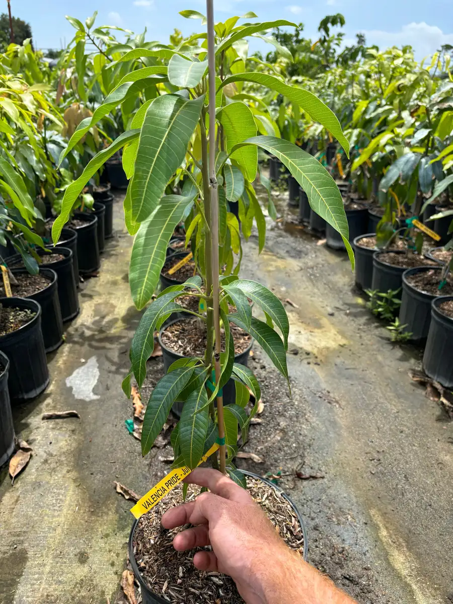 Valencia Pride Mango Tree - 3 Gallon Pot, Grafted Live Plant, Fruit Bearing - Image 3