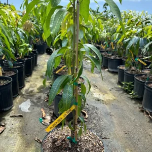 Valencia Pride Mango Tree - 3 Gallon Pot, Grafted Live Plant, Fruit Bearing - Image 1