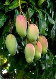 Valencia Pride Mango Tree - 3 Gallon Pot, Grafted Live Plant, Fruit Bearing - Image 4