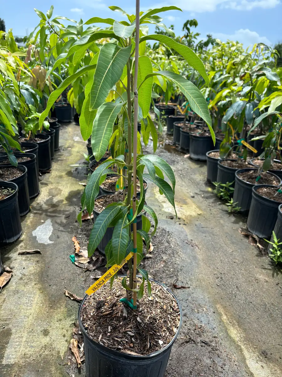 Valencia Pride Mango Tree - 3 Gallon Pot, Grafted Live Plant, Fruit Bearing - Image 5