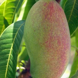 Valencia Pride Mango Tree - 3 Gallon Pot, Grafted Live Plant, Fruit Bearing - Image 6