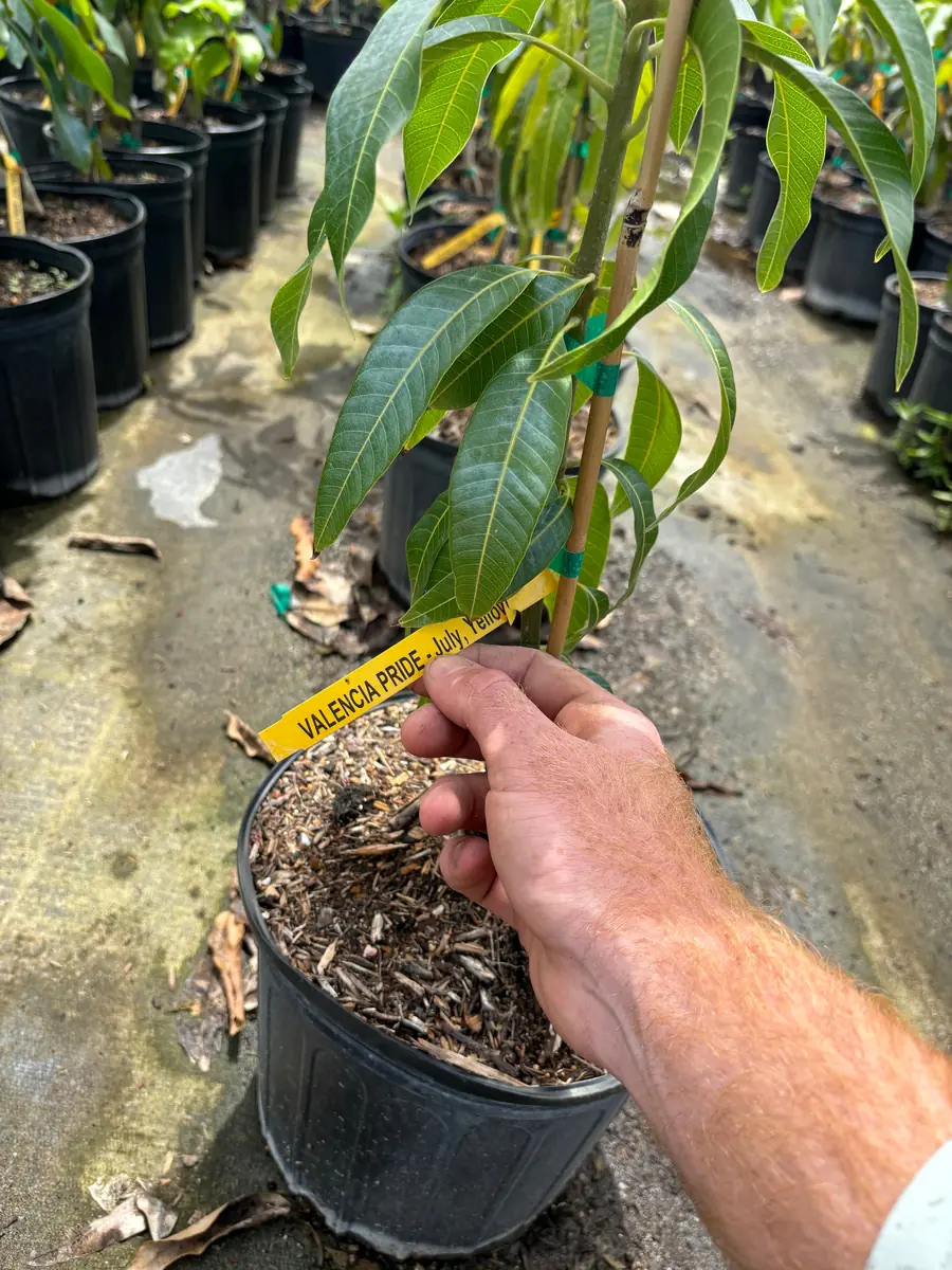 Valencia Pride Mango Tree - 3 Gallon Pot, Grafted Live Plant, Fruit Bearing - Image 7