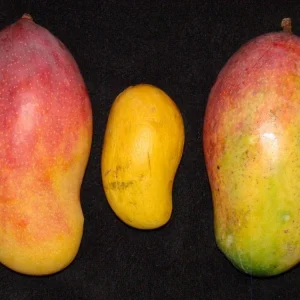 Valencia Pride Mango Tree - 3 Gallon Pot, Grafted Live Plant, Fruit Bearing - Image 8