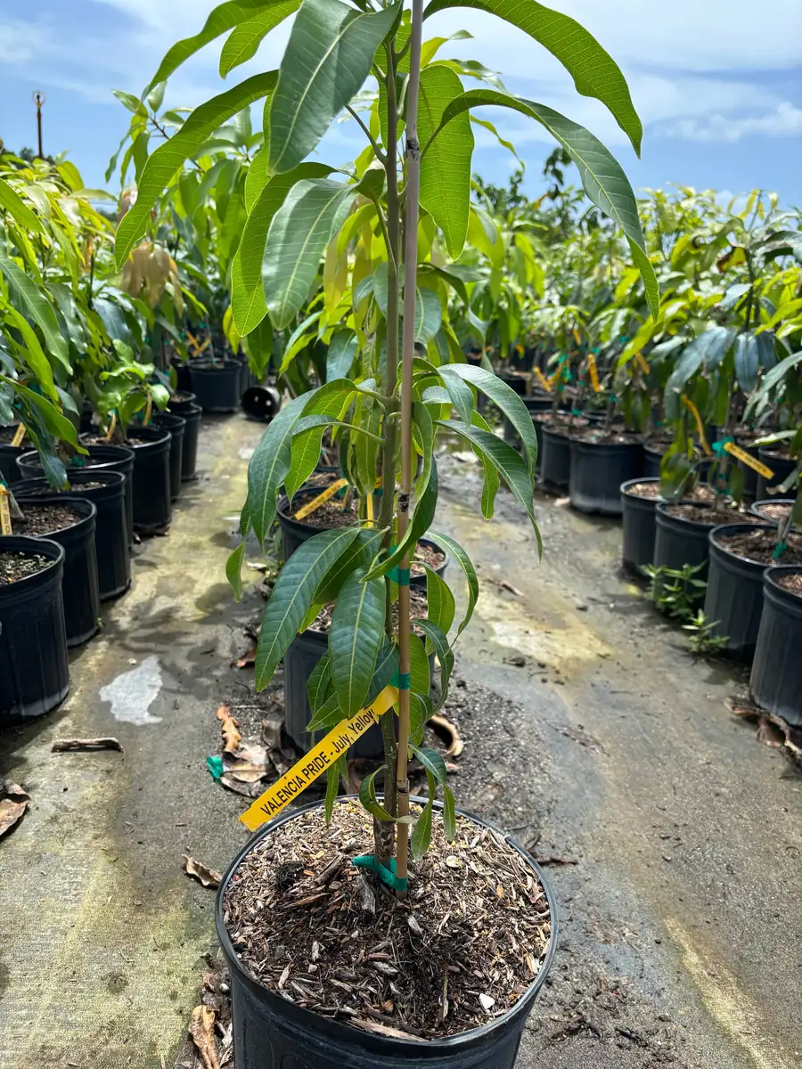 Valencia Pride Mango Tree - 3 Gallon Pot, Grafted Live Plant, Fruit Bearing - Image 1