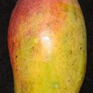 Valencia Pride Mango Tree Live Plant - 1 to 2 Feet Tall - 3 Gallon Pot - Image 1