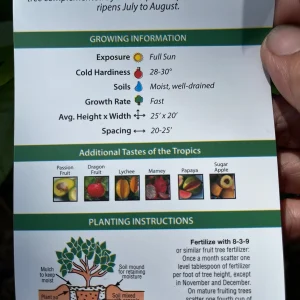 Valencia Pride Mango Tree Live Plant – Grafted, 3 Gallon, 2-3 ft Tall - Image 10