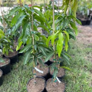 Valencia Pride Mango Tree Live Plant – Grafted, 3 Gallon, 2-3 ft Tall - Image 5