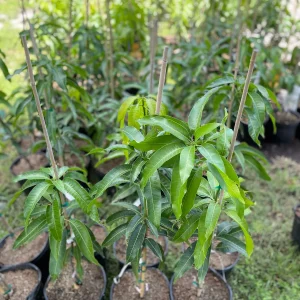 Valencia Pride Mango Tree Live Plant – Grafted, 3 Gallon, 2-3 ft Tall - Image 6