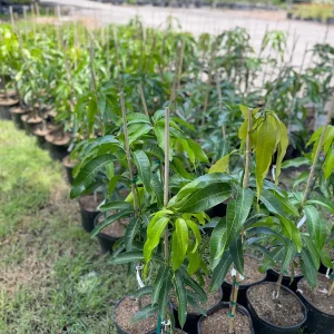 Valencia Pride Mango Tree Live Plant – Grafted, 3 Gallon, 2-3 ft Tall - Image 7