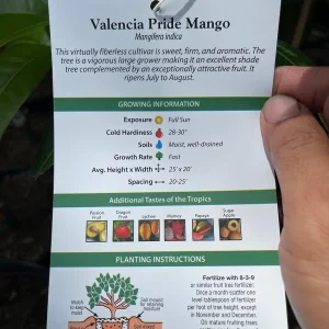 Valencia Pride Mango Tree Live Plant – Grafted, 3 Gallon, 2-3 ft Tall - Image 9