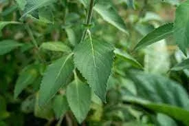 Vana Tulsi Seeds - Wild Forest Holy Basil (Ocimum gratissimum) for Culinary & Herbal Gardens - Image 2