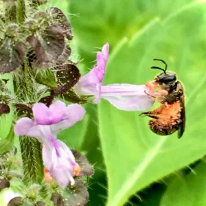 Vana Tulsi Seeds - Wild Forest Holy Basil (Ocimum gratissimum) for Culinary & Herbal Gardens - Image 1