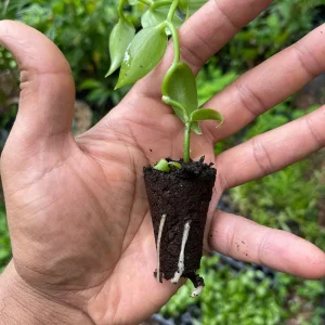 Vanilla Bean Orchid Live Plant - Fragrant Vanilla Planifolia - 4-6 Inch Tall - Image 3