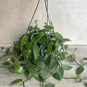 Vanilla Bean Orchid Live Plant - Vanilla planifolia, 8 inch Pot, Indoor/Outdoor Vine - Image 7