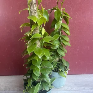 Vanilla planifolia Live Plant - Vanilla Bean Orchid in 6 inch Pot with Totem - Image 10