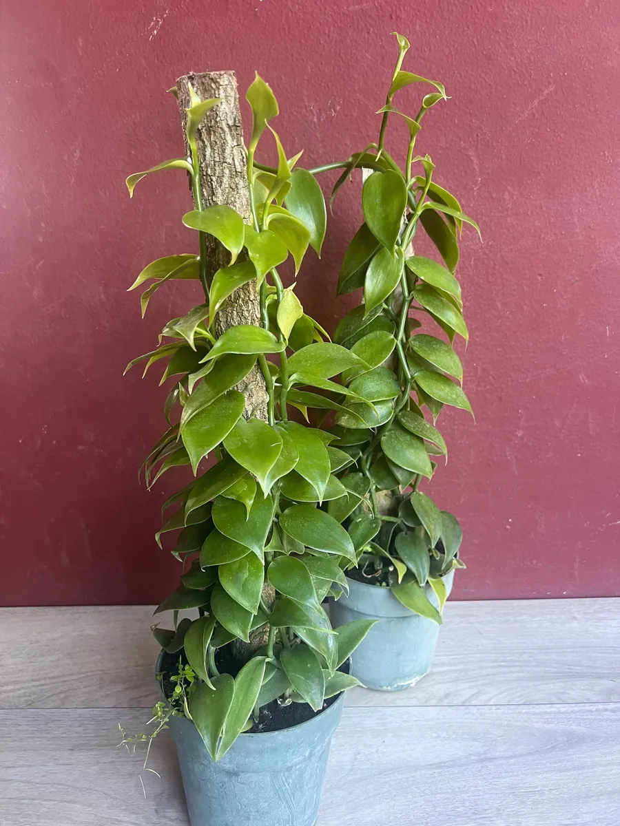 Vanilla planifolia Live Plant - Vanilla Bean Orchid in 6 inch Pot with Totem - Image 10