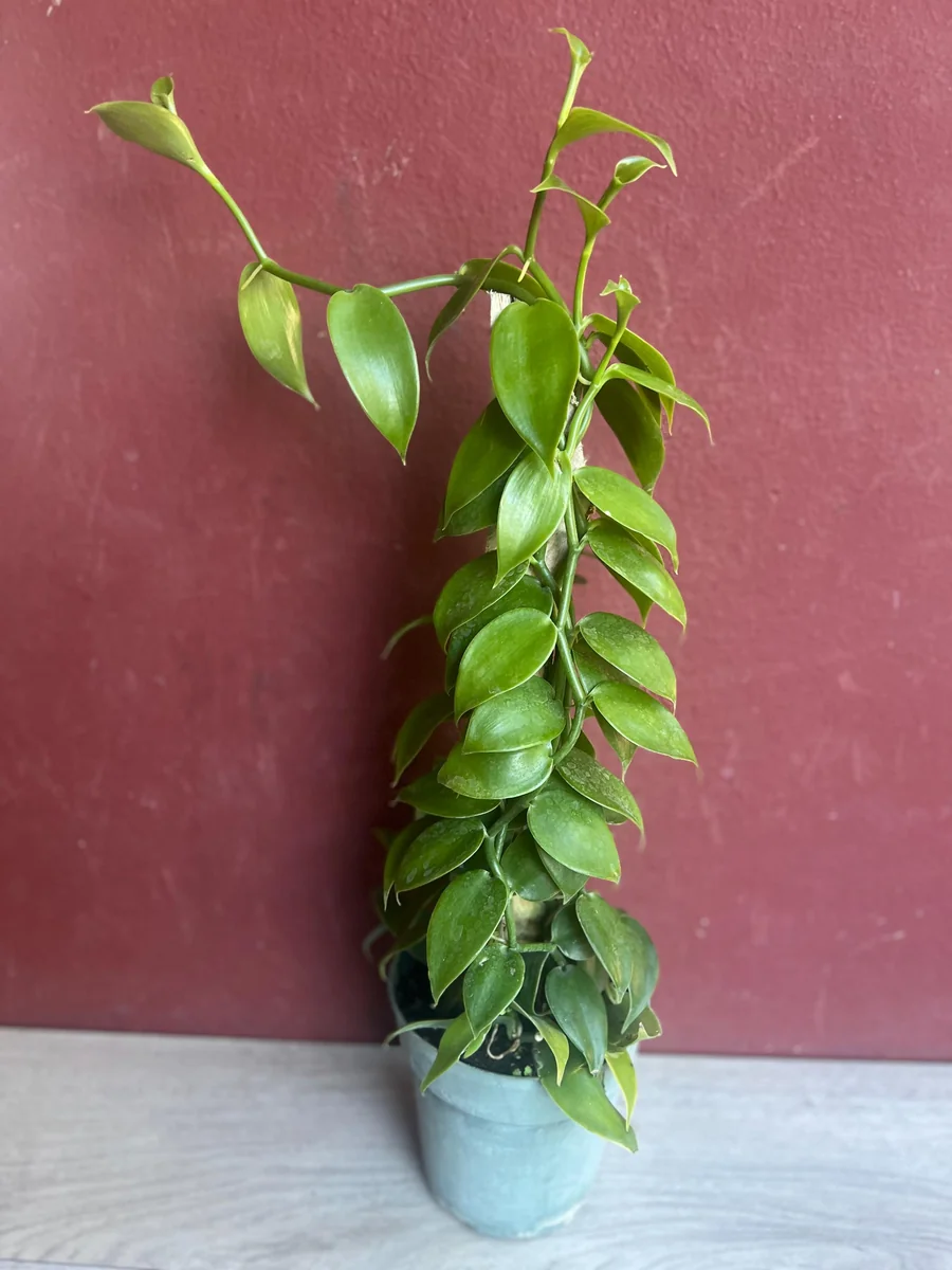 Vanilla planifolia Live Plant - Vanilla Bean Orchid in 6 inch Pot with Totem - Image 2