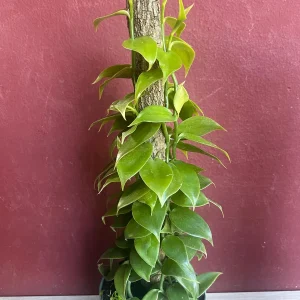 Vanilla planifolia Live Plant - Vanilla Bean Orchid in 6 inch Pot with Totem - Image 3