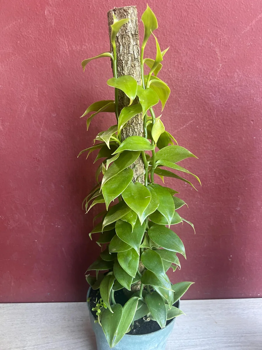 Vanilla planifolia Live Plant - Vanilla Bean Orchid in 6 inch Pot with Totem - Image 3