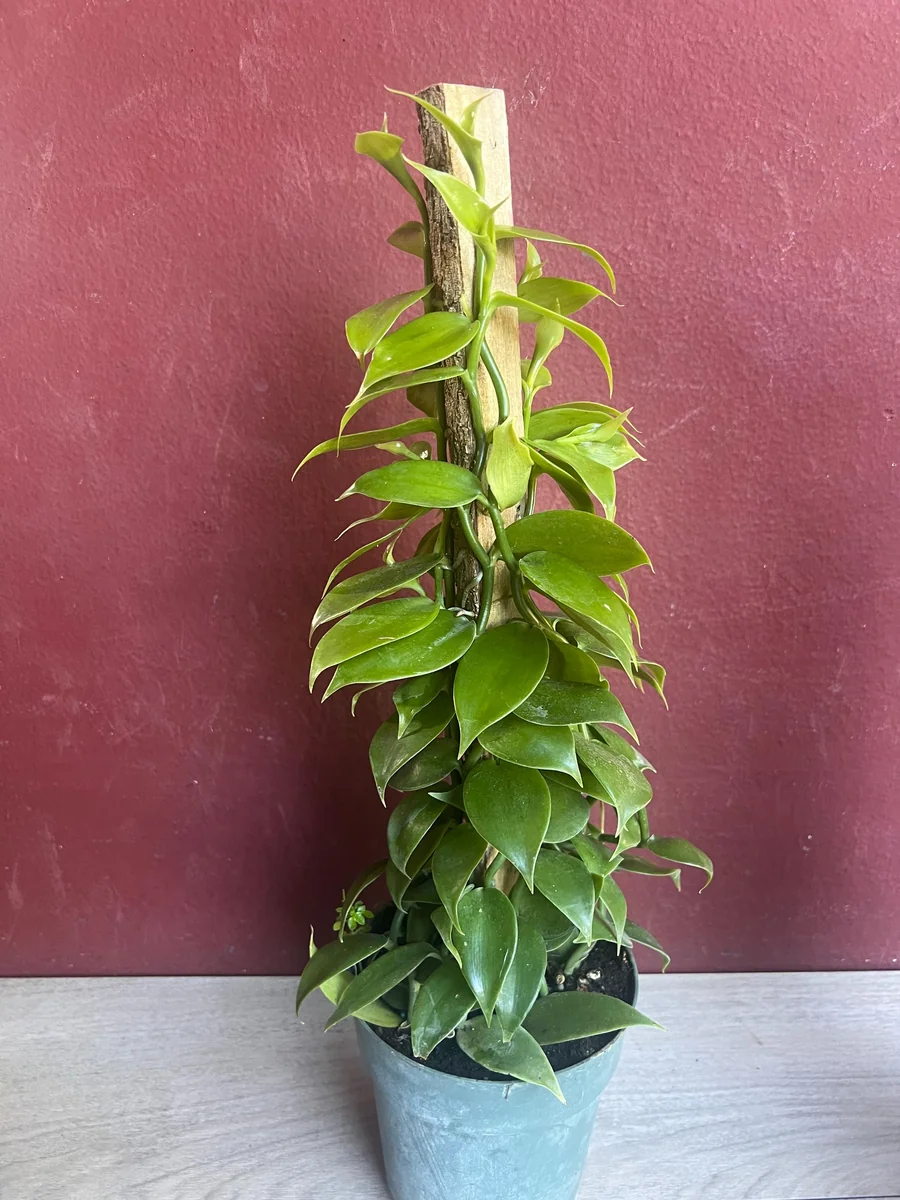 Vanilla planifolia Live Plant - Vanilla Bean Orchid in 6 inch Pot with Totem - Image 4