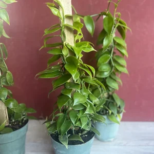 Vanilla planifolia Live Plant - Vanilla Bean Orchid in 6 inch Pot with Totem - Image 5