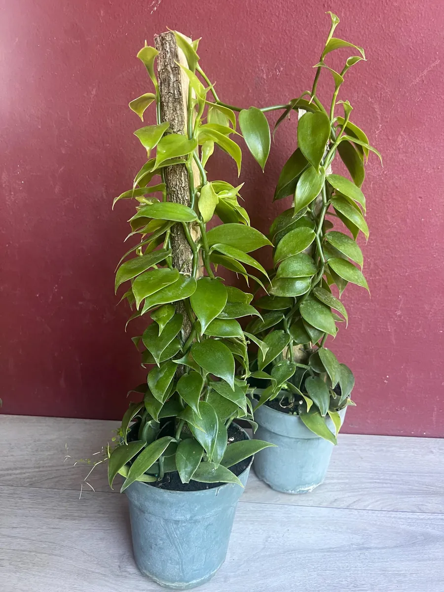 Vanilla planifolia Live Plant - Vanilla Bean Orchid in 6 inch Pot with Totem - Image 6