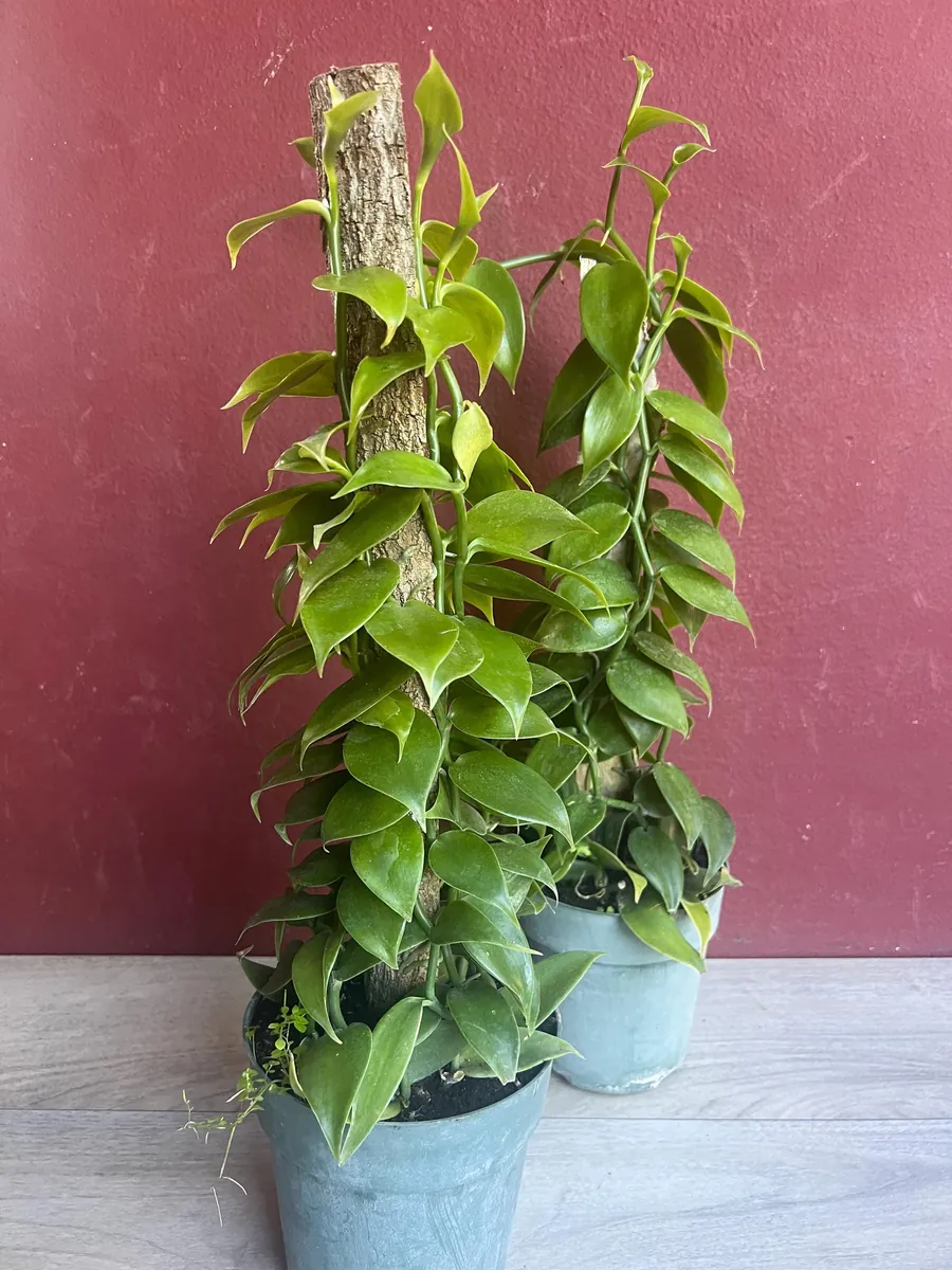 Vanilla planifolia Live Plant - Vanilla Bean Orchid in 6 inch Pot with Totem - Image 7