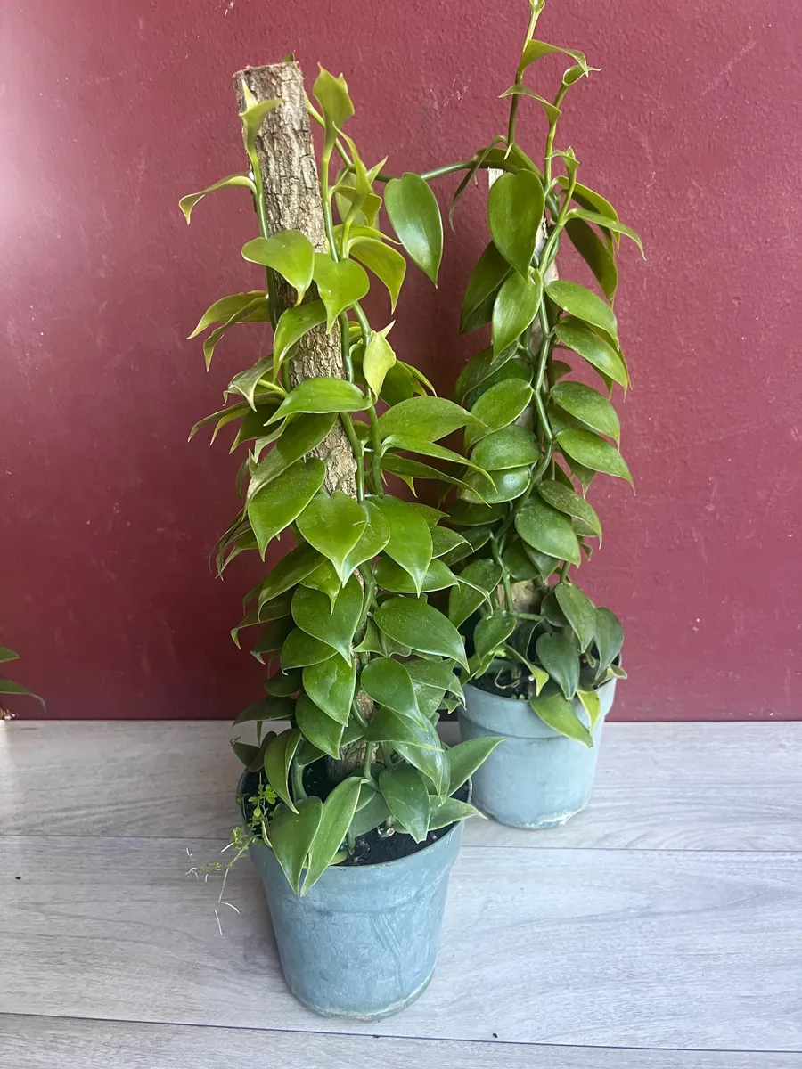 Vanilla planifolia Live Plant - Vanilla Bean Orchid in 6 inch Pot with Totem - Image 8
