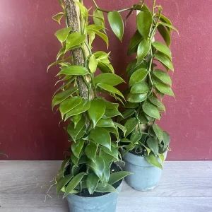 Vanilla planifolia Live Plant - Vanilla Bean Orchid in 6 inch Pot with Totem - Image 9