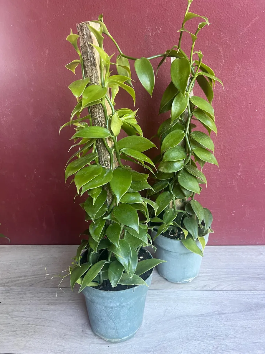 Vanilla planifolia Live Plant - Vanilla Bean Orchid in 6 inch Pot with Totem - Image 9
