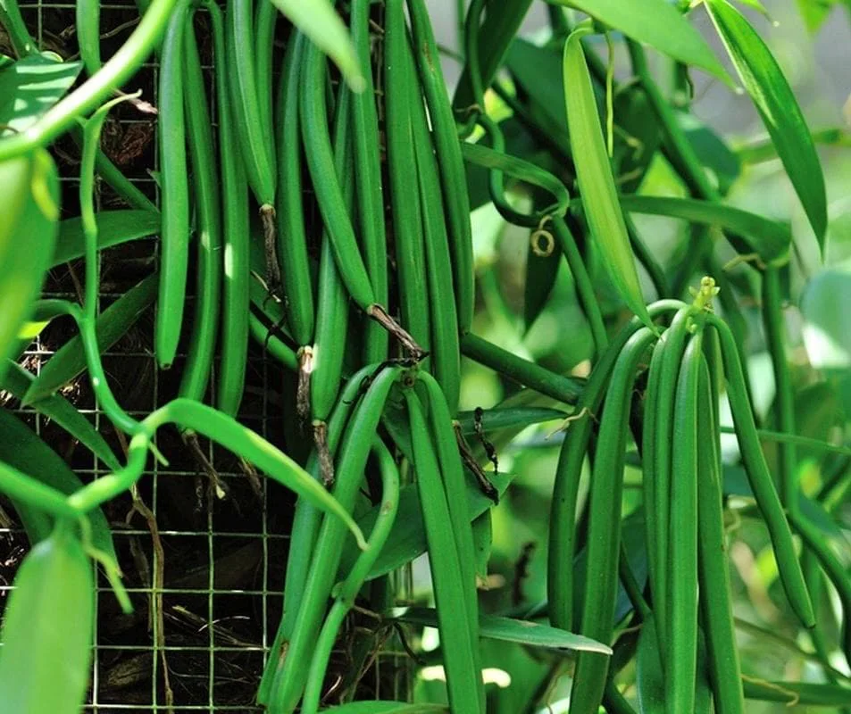 Vanilla planifolia Live Plant - Vanilla Bean Orchid in 6 inch Pot with Totem - Image 1