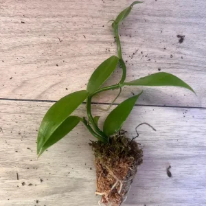 Vanilla planifolia Live Plant - Well Rooted Vanilla Bean Orchid Vine - Image 2