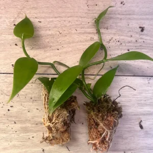 Vanilla planifolia Live Plant - Well Rooted Vanilla Bean Orchid Vine - Image 3