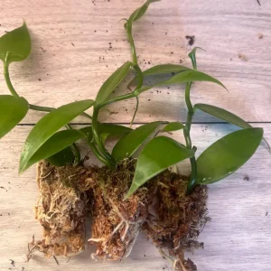 Vanilla planifolia Live Plant - Well Rooted Vanilla Bean Orchid Vine - Image 4