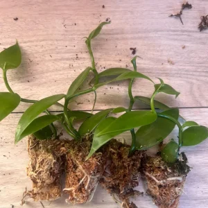Vanilla planifolia Live Plant - Well Rooted Vanilla Bean Orchid Vine - Image 5