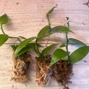 Vanilla planifolia Live Plant - Well Rooted Vanilla Bean Orchid Vine - Image 6