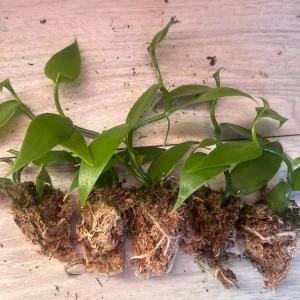 Vanilla planifolia Live Plant - Well Rooted Vanilla Bean Orchid Vine - Image 9