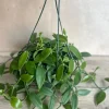 Vanilla Planifolia Orchid Live Plant – 8 inch Pot – Semi-Epiphytic Vine – Indoor/Outdoor - Image 1