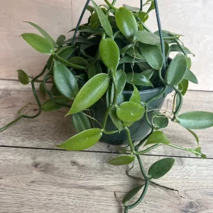 Vanilla Planifolia Orchid Live Plant – 8 inch Pot – Semi-Epiphytic Vine – Indoor/Outdoor - Image 2