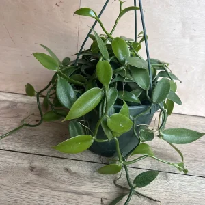 Vanilla Planifolia Orchid Live Plant – 8 inch Pot – Semi-Epiphytic Vine – Indoor/Outdoor - Image 3