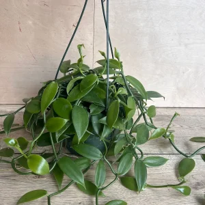 Vanilla Planifolia Orchid Live Plant – 8 inch Pot – Semi-Epiphytic Vine – Indoor/Outdoor - Image 4