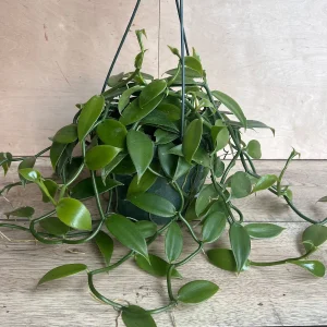 Vanilla Planifolia Orchid Live Plant – 8 inch Pot – Semi-Epiphytic Vine – Indoor/Outdoor - Image 5