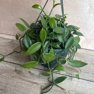 Vanilla Planifolia Orchid Live Plant – 8 inch Pot – Semi-Epiphytic Vine – Indoor/Outdoor - Image 6