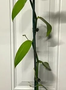 Vanilla Vine Orchid Live Plant – 1 Foot Tall – Ship in 6 Inch Pot – Indoor/Outdoor - Image 2