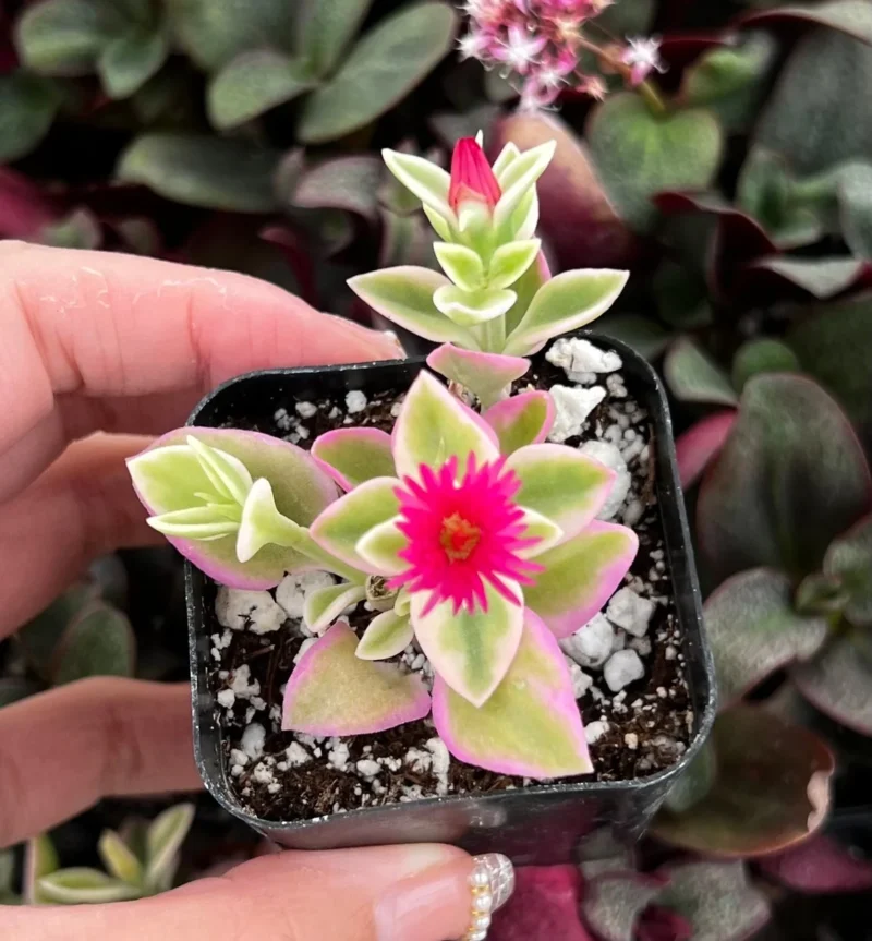 Variegated Baby Sun Rose Live Plant - Pink Succulent - 2"/4" Pot