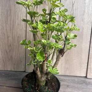 Variegated Balfour Aralia Live Plant - 6 inch Pot Indoor Houseplant - Image 2