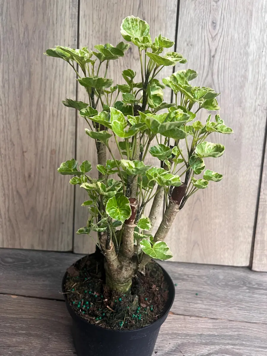 Variegated Balfour Aralia Live Plant - 6 inch Pot Indoor Houseplant - Image 2